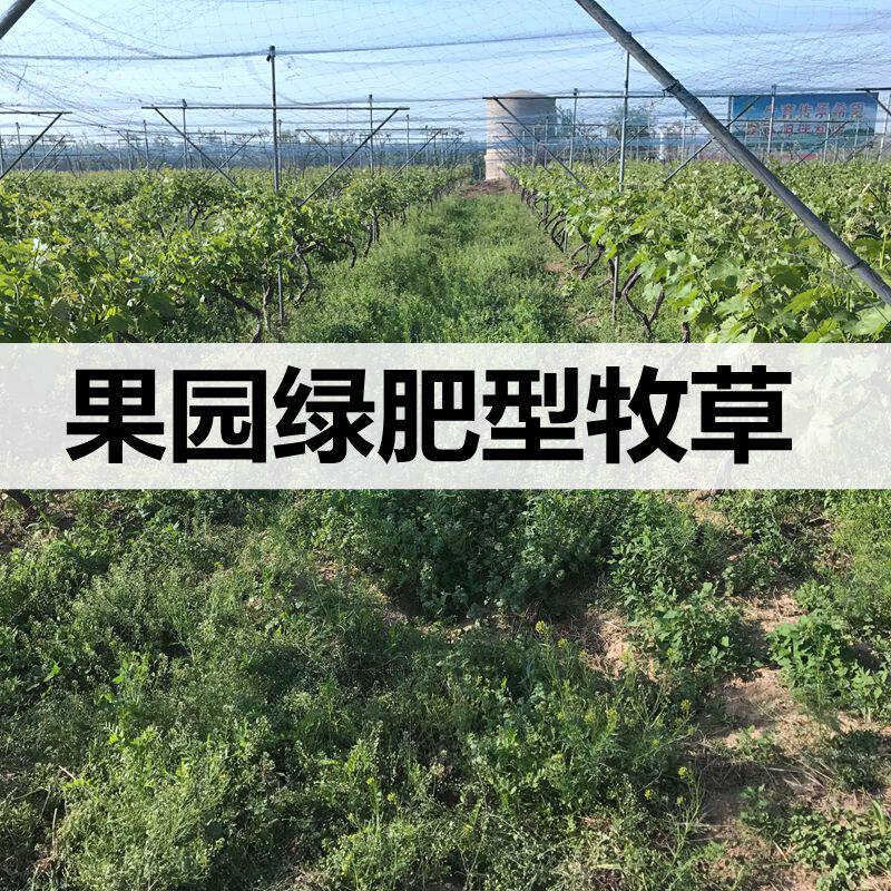 蓝花草光叶紫花苕毛苕子 蜂蜜源家庭园艺种子