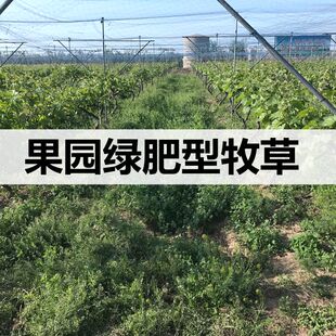 蓝花草光叶紫花苕毛苕子 蜂蜜源用种子 野豌豆果园绿肥种子高蛋白