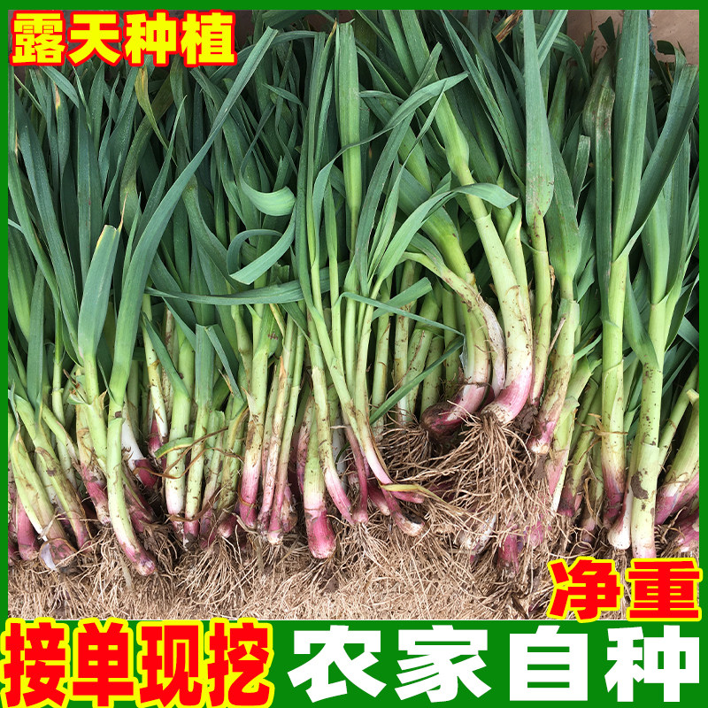 新鲜红皮蒜苗湖北农家自种