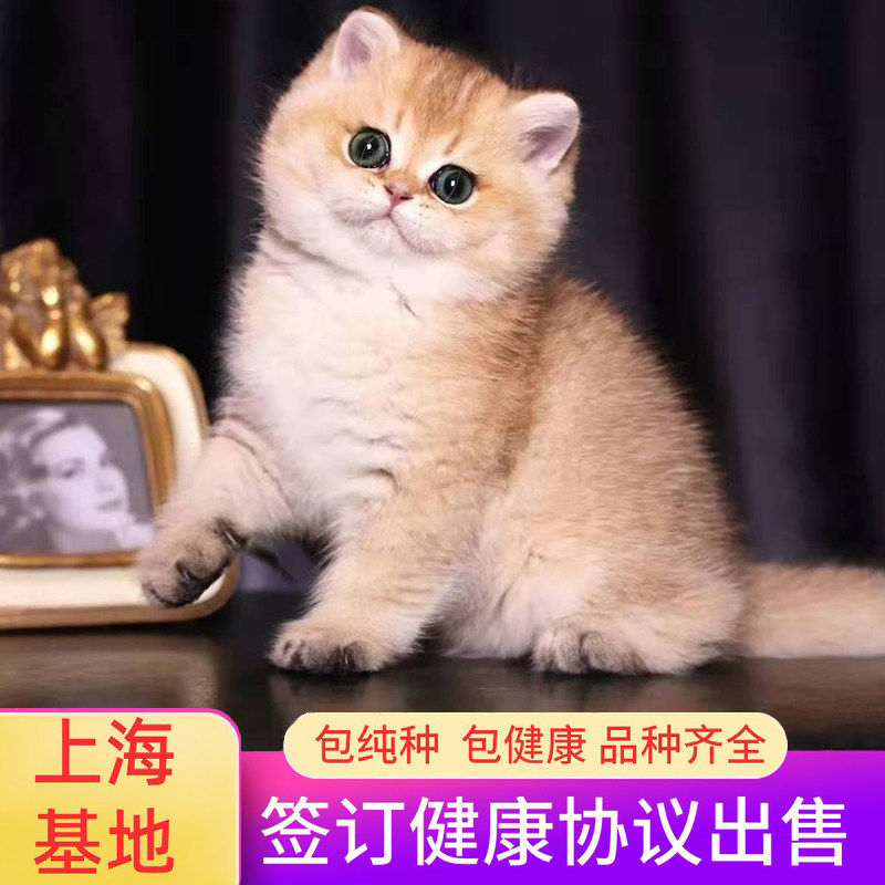 深圳猫舍 英短金渐层纯种幼猫蓝矮脚猫活体幼崽长毛宠物猫咪活物