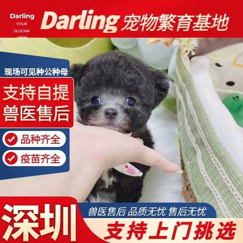 【深圳犬舍】纯种泰迪犬幼犬活体灰色泰迪长不大泰迪贵宾犬小型犬