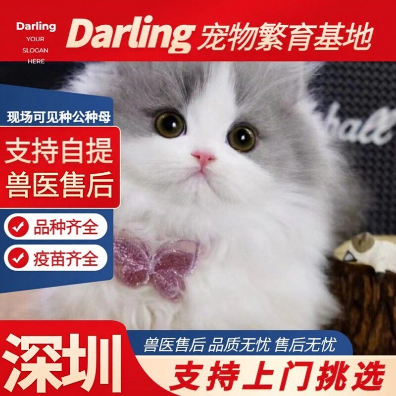 【深圳猫舍】拿破仑银白矮脚猫长毛短腿猫幼崽猫咪活物幼猫宠