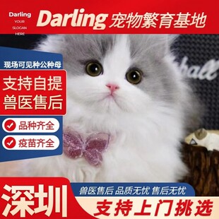 【深圳猫舍】拿破仑银白矮脚猫长毛短腿猫幼崽猫咪活物幼猫宠物猫