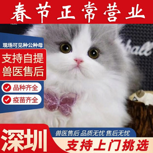 【深圳猫舍】英短蓝白矮脚猫曼基康长毛拿破仑米努特幼猫短腿猫咪