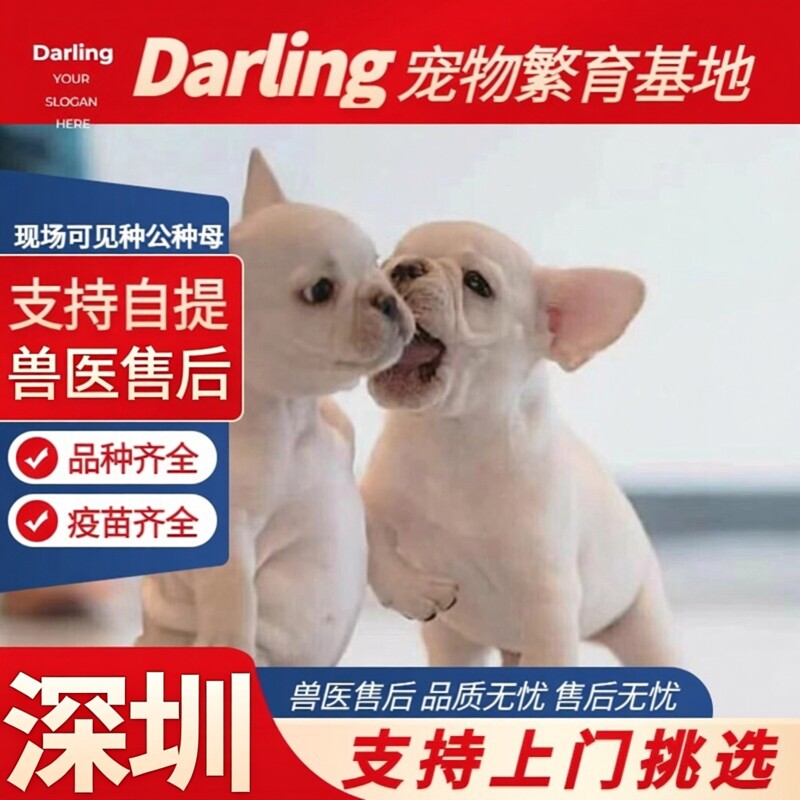 【深圳犬舍】法斗幼犬法国斗牛犬纯种斗牛犬法牛奶白黑色蓝色法斗