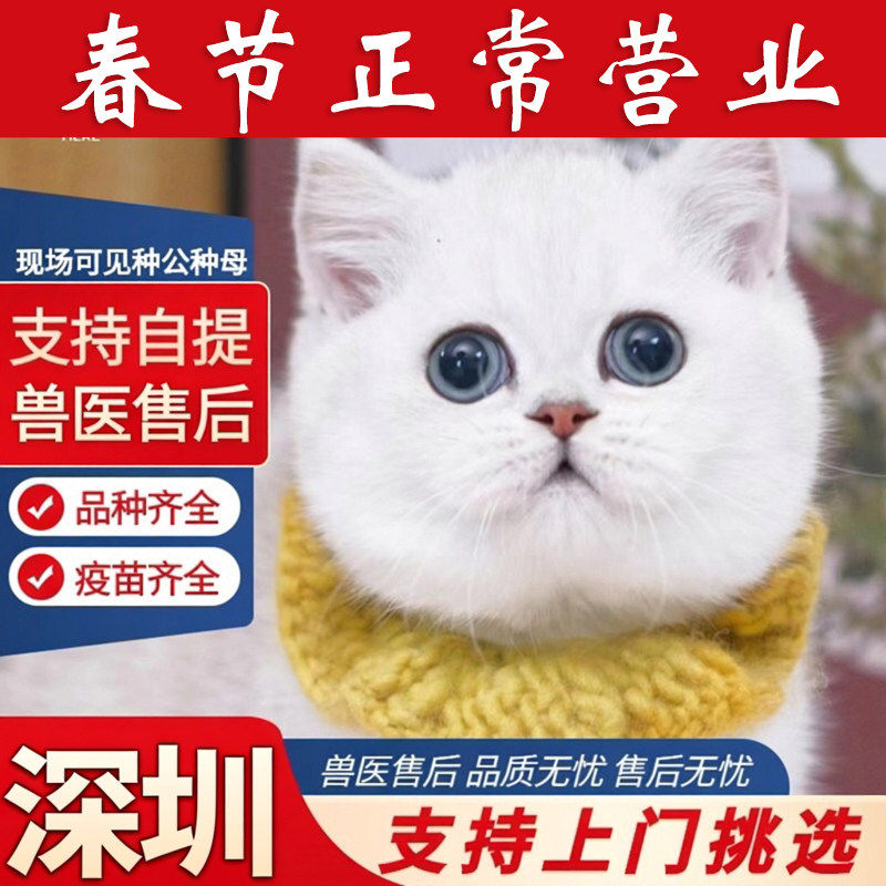 【深圳猫舍】可上门挑选 纯种英短银渐层猫幼猫活体公母矮脚猫