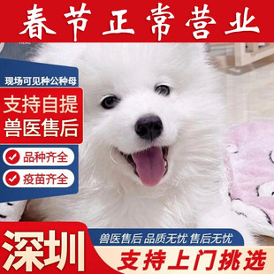 萨摩耶双眼皮雪 纯种萨摩耶幼犬白色微笑天使熊版 深圳龙华犬舍