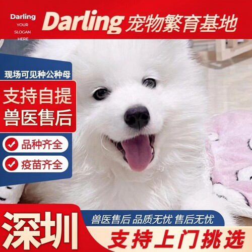 【深圳大型犬舍】纯种萨摩耶幼犬白色微笑天使熊版萨摩耶双眼皮雪