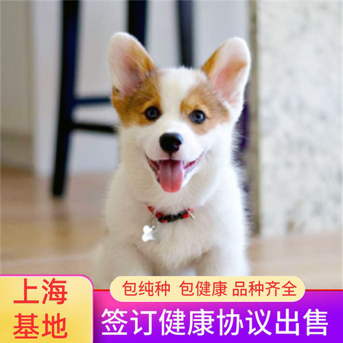 【上海闵行犬舍】上门自提柯基狗狗幼犬双色柯基宠物活体