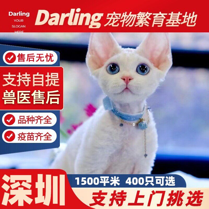 【深圳龙岗猫舍】德文卷毛猫幼猫纯种血统不掉毛开脸虎斑异瞳德文