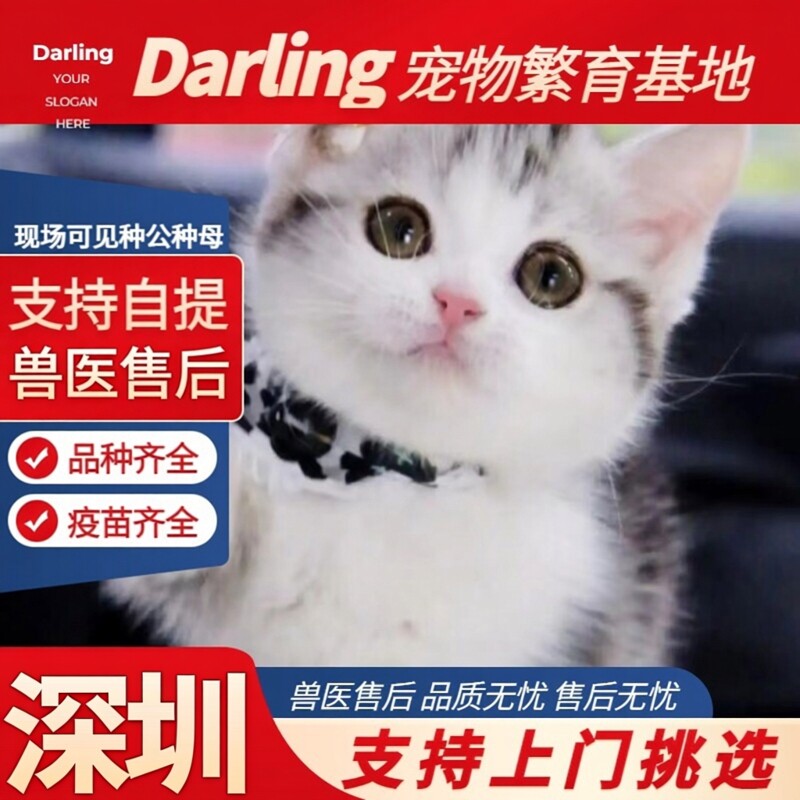 【深圳猫舍】活体虎斑猫矮脚猫纯种美短猫宠物猫咪美短加白起司猫