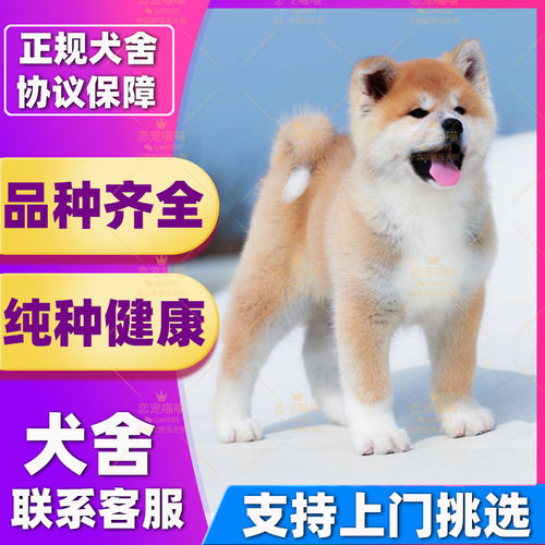 【深圳犬舍】日本柴犬犬幼犬忠犬八公中小型犬日本双血统柴犬