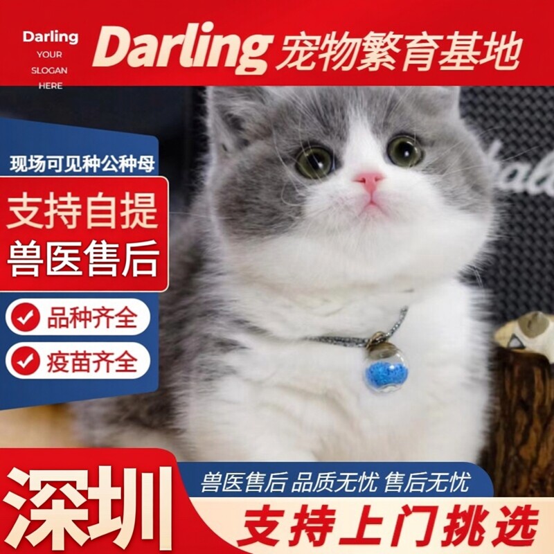 【深圳猫舍】英短蓝白矮脚猫曼基康长毛拿破仑米努特幼猫短腿猫咪