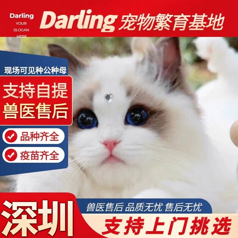 【深圳大型猫舍】布偶猫幼猫蓝双海双色宠物猫舍长毛幼崽仙女猫咪