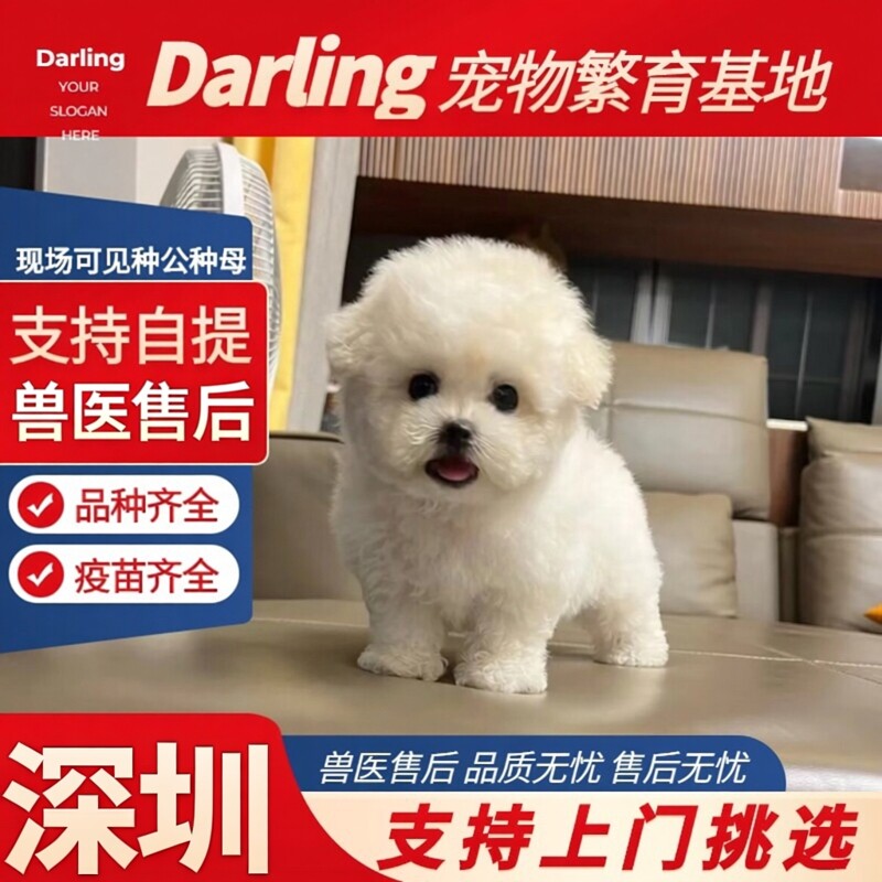 1【深圳犬舍】纯种比熊犬幼犬活体宠物狗狗茶杯长毛公主犬小体