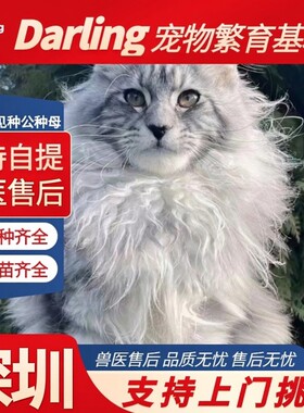 【深圳猫舍】银虎斑缅因猫纯种缅因猫大体宠物猫咪活物棕虎斑缅因
