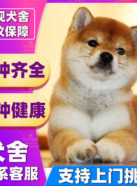 【深圳犬舍】纯种柴犬幼犬活体日本柴犬幼崽小型犬柴犬赤色豆柴犬