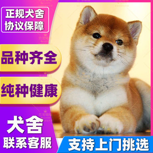 【深圳犬舍】纯种柴犬幼犬活体日本柴犬幼崽小型犬柴犬赤色豆柴犬