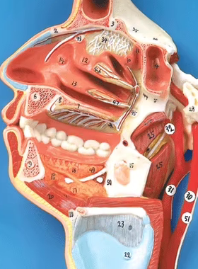 口、鼻、咽、喉内侧面血管神经模型GD/A18108