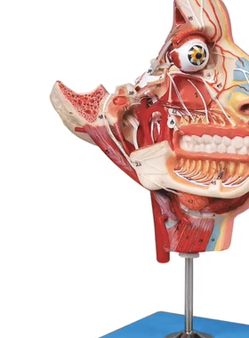 头面部血管神经模型GD/A18109