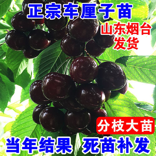 车厘子树苗盆栽地栽当年结果