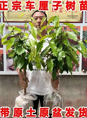 【美植袋带叶】烟台车厘子树苗大樱桃树樱桃苗果树果苗南方北方种