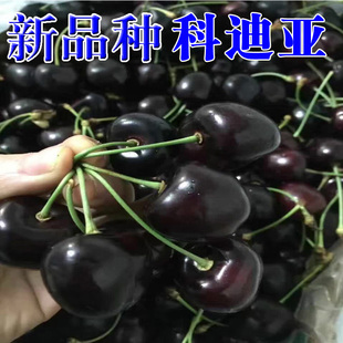 新品种车厘子树苗大樱桃树樱桃苗青森心跳斯凯拉雷辉煌弗里斯科