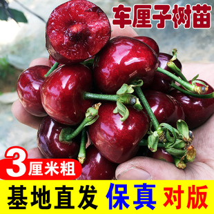 绿丰车厘子树苗大樱桃树樱桃苗水果苗南方北方种植盆栽地栽带土