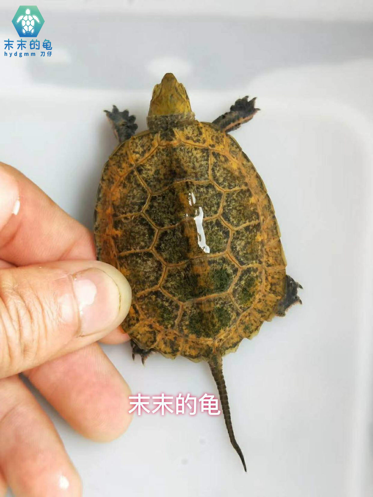 日本石龟 欧泽 剃刀蛋龟 麝香黄泽龟宠物活体包开食包邮包风险