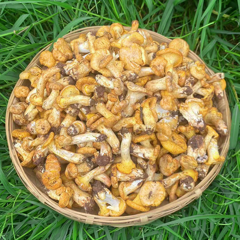 云南新鲜野生鸡油菌黄丝菌杏黄菌蘑菇特产美食煲汤美味杂菌食用菇