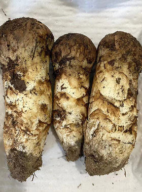 2026新鲜松茸云南野生菌精选香格里拉出口级食用蘑菇5-7cm7-9包邮