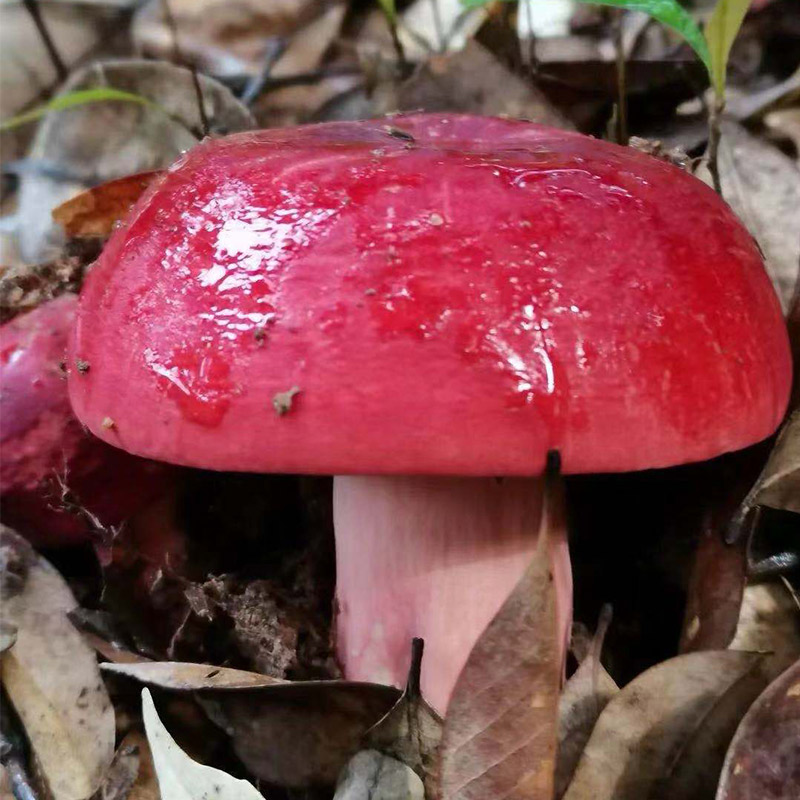 滇中小哥新鲜野生菌红菇