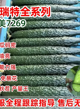 德瑞特博美7269博杰616黄瓜种子水果茬旱323强雌726大全籽828号96