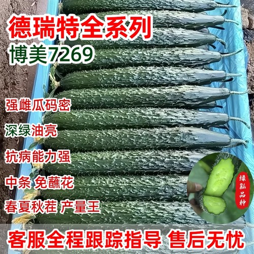 德瑞特博美7269黄瓜春夏秋高产王