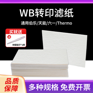 天能 六一超厚转印滤纸 blot适用伯乐 wb滤纸转印转膜湿转Western
