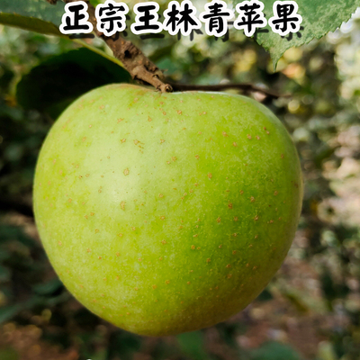 河北王林青苹果脆甜多汁现摘现发
