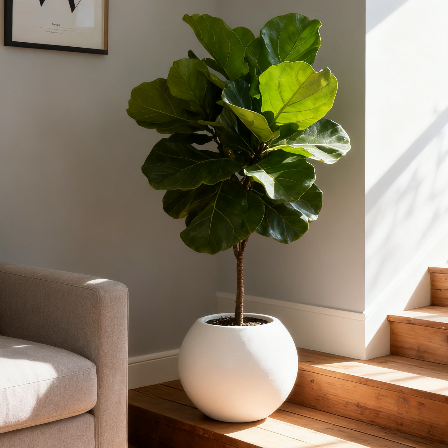 客厅阳台卧室落地圆形镁泥花盆白色水磨石侘寂奶油风种绿植琴叶榕,鲜花速递/花卉仿真/绿植园艺,花盆,淘宝优惠券,粉丝福利购,淘宝优惠卷