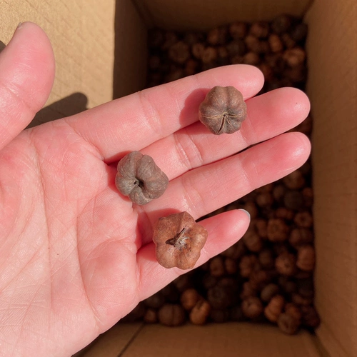 [Маленькая оранжевая тыква] Маленькая высушенная тыква фруктовые шимори - это цветочное кольцо ручной кольцо сухой цветок аромат свеча вечный цветок