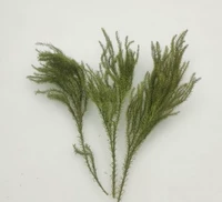 1 большая кучка сухой каменной сосны (около 12 веток)