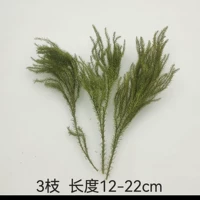 3 сушеной каменной сосны