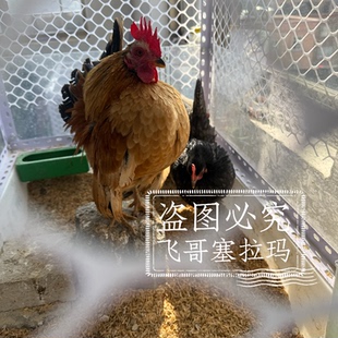 进口纯种迷你小体塞拉玛种蛋受精蛋可孵化网红鸡阳台宠物鸡受精卵