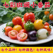 山东寿光七彩小番茄圣女果新鲜现摘小柿子青口蜜千禧果彩色小番茄