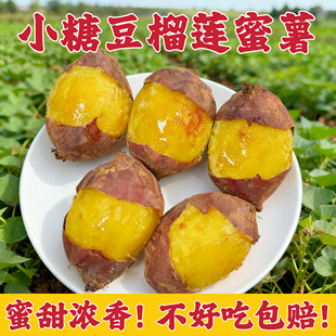 山东小糖豆红薯地瓜玛莎莉红薯榴莲蜜薯农家新鲜现挖红薯地瓜