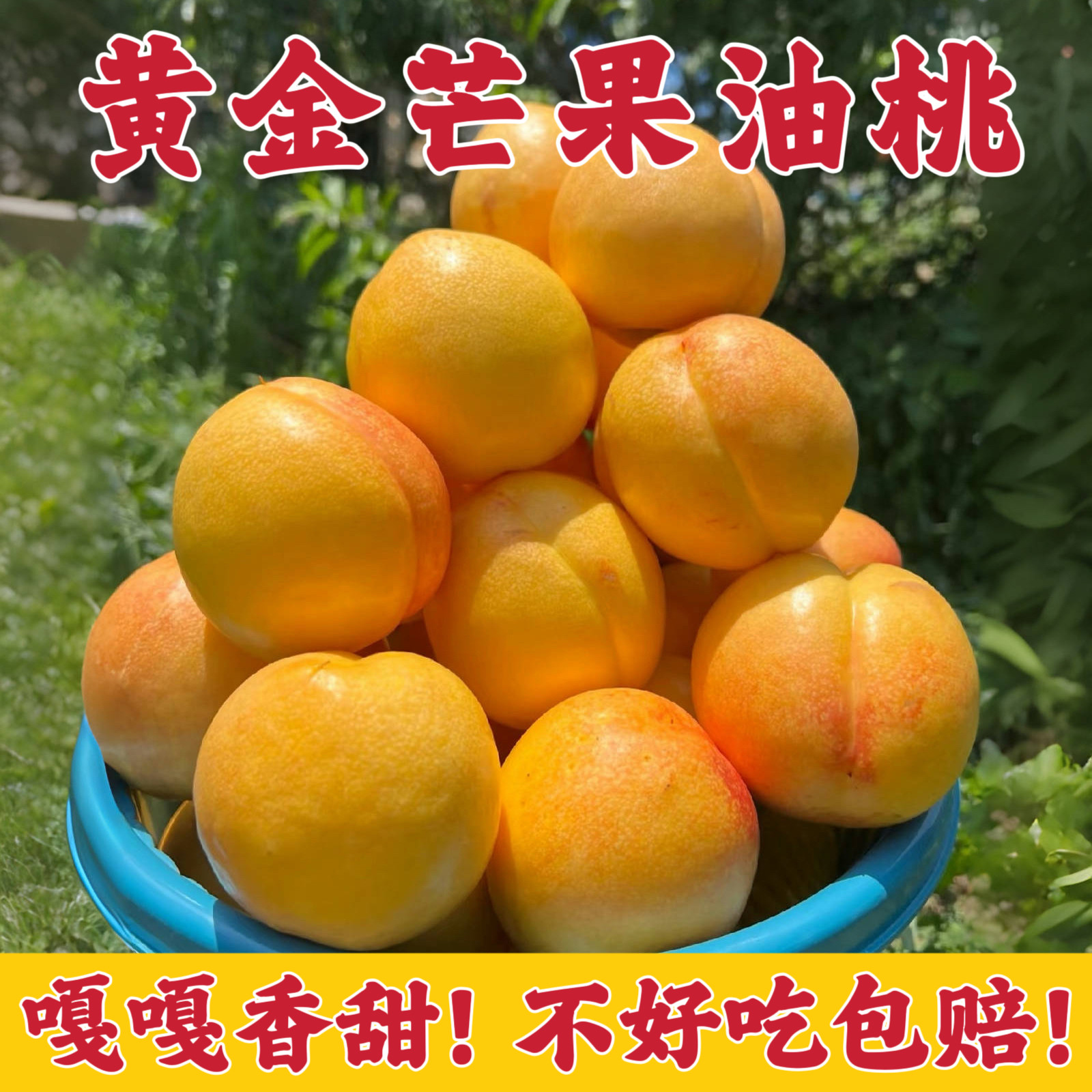 山东蒙阴黄金油桃芒果油桃黄油桃新鲜水果黄心油桃当季新鲜桃子