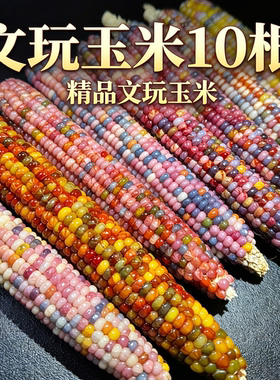文玩玉米新货毛盘带皮
