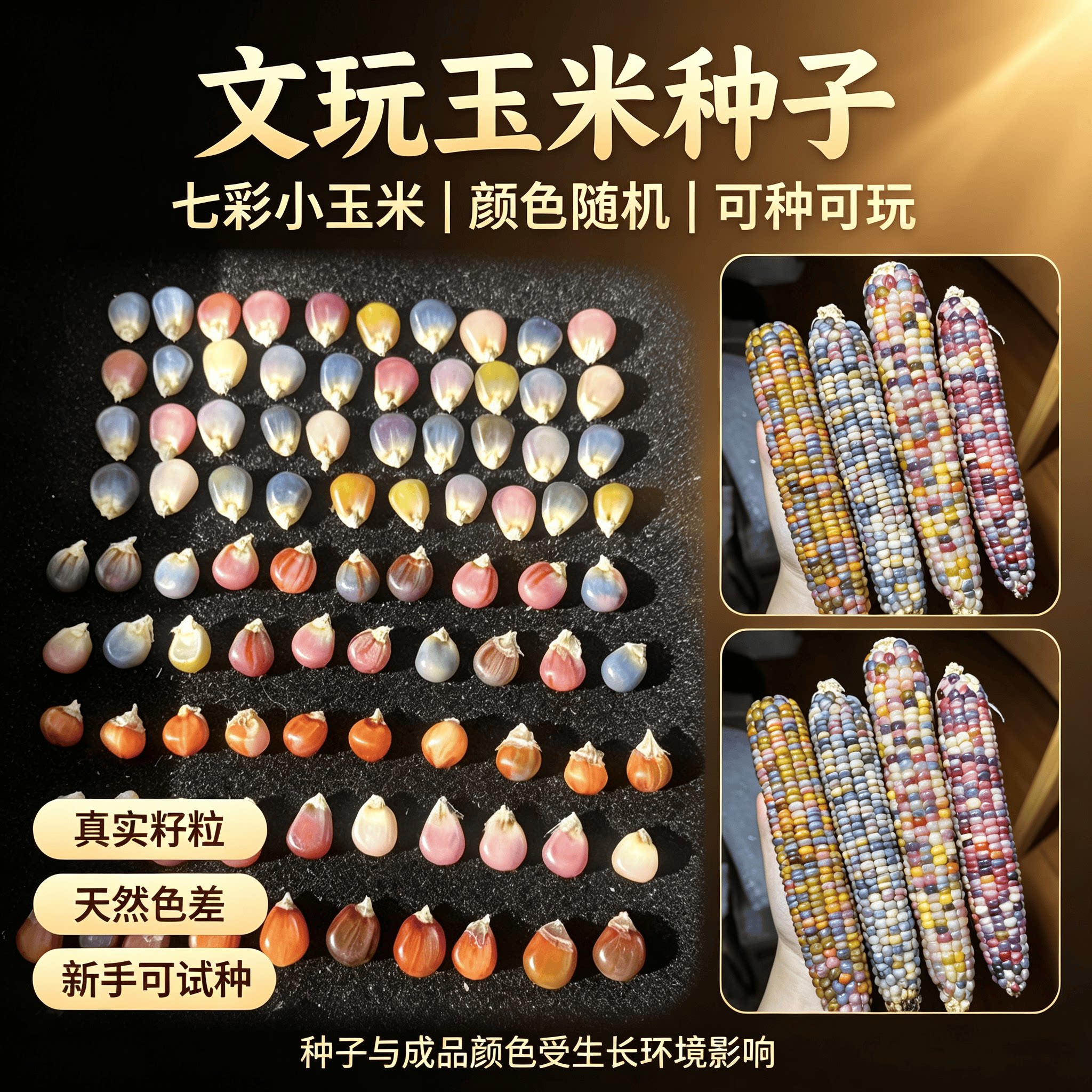 七彩文玩玉米宝石血丝2026优选玉米粒种子手把件天然彩绘山熊猫图片