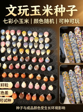 七彩文玩玉米宝石血丝2026优选玉米粒种子手把件天然彩绘山熊猫
