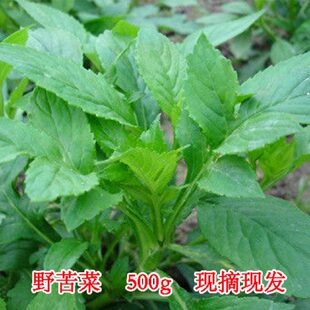 福建泰宁现摘新鲜苦菜苦斋纯野生绿色天然农家败酱草野菜500g包邮