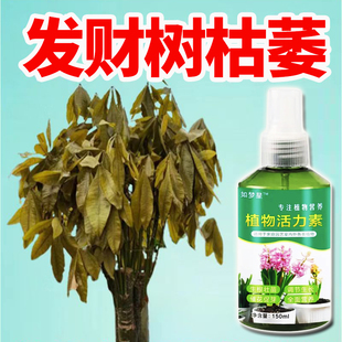 发财树爆芽素专用肥叶子发黄掉枯叶烂根生根剂发财树发芽液