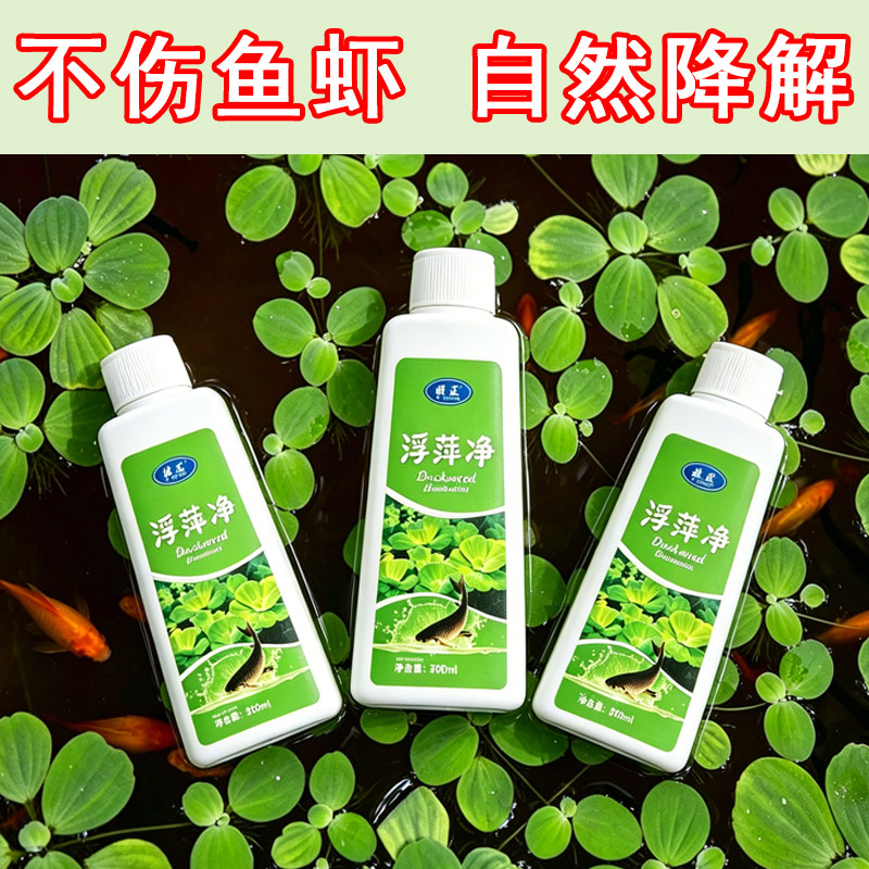 养殖不伤藕虾蟹圆心萍浮净化水质绿藻青苔水藻褐藻浮萍净